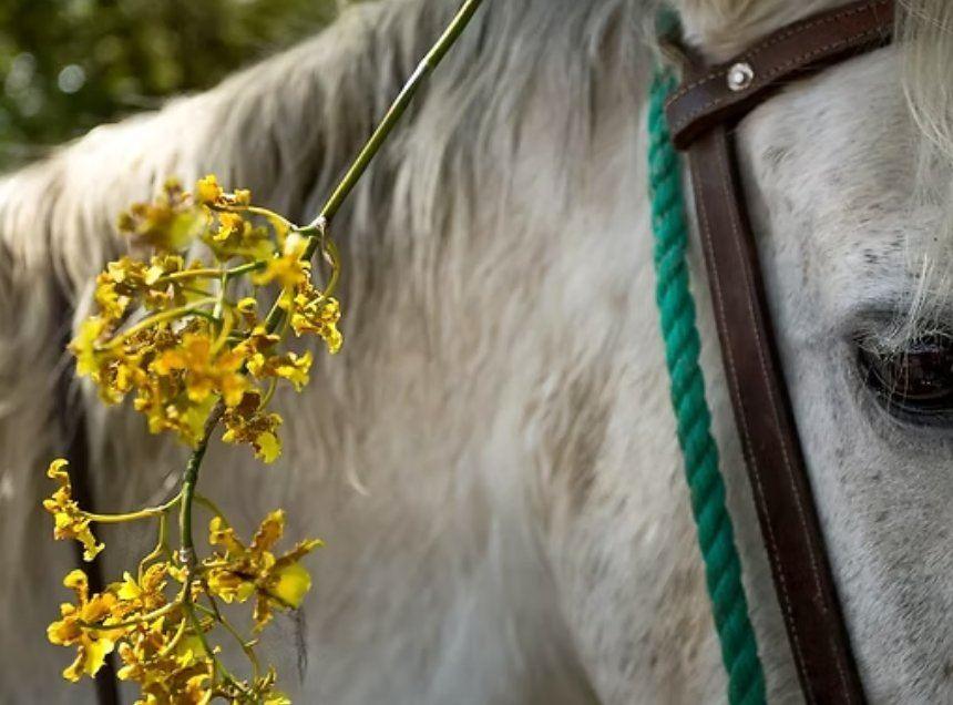 Caballo con flores silvestres en una hacienda cafetalera